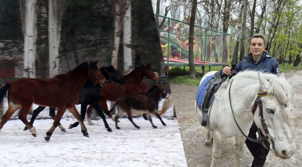 Стайня в Дубовому гаю у Запоріжжі: справа життя, що почалася з врятованого верблюда