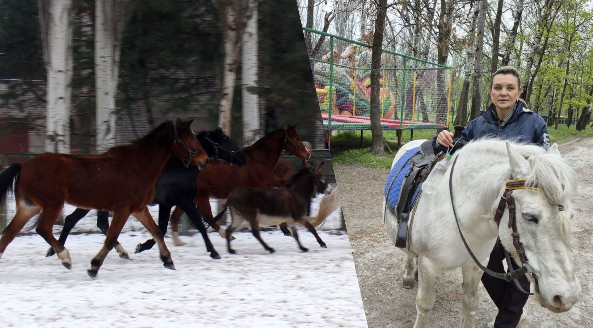 Стайня в Дубовому гаю у Запоріжжі: справа життя, що почалася з врятованого верблюда 