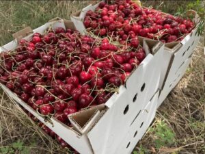 Вкрадена черешня: як Росія привласнює символ і гордість Мелітополя