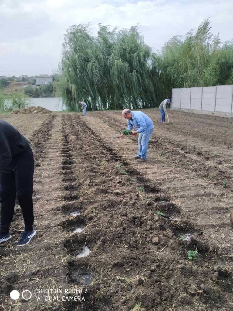 Лавандовий сад біля Запоріжжя