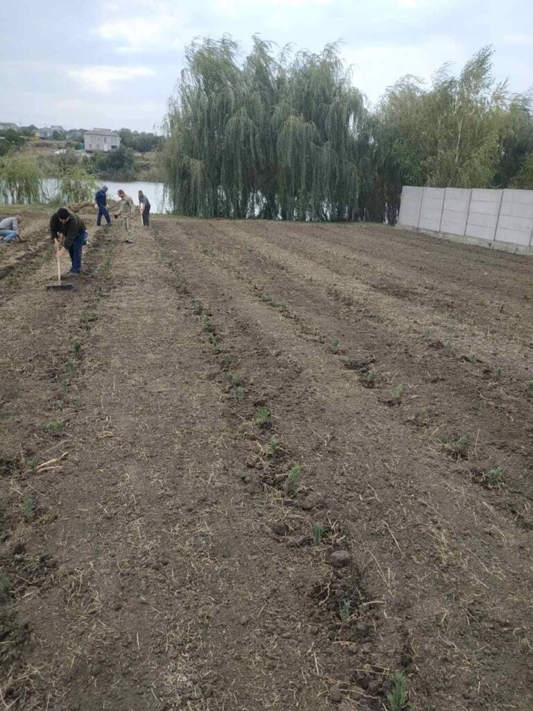 Лавандовий сад біля Запоріжжя