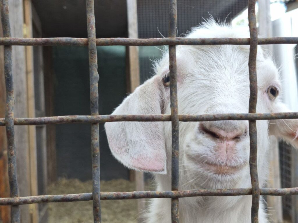 Сьогодні у запорізькій стайні, розташованій у парку «Дубовий гай», живуть кілька коней, поні, осел, карликові кози, сова та дикобраз.