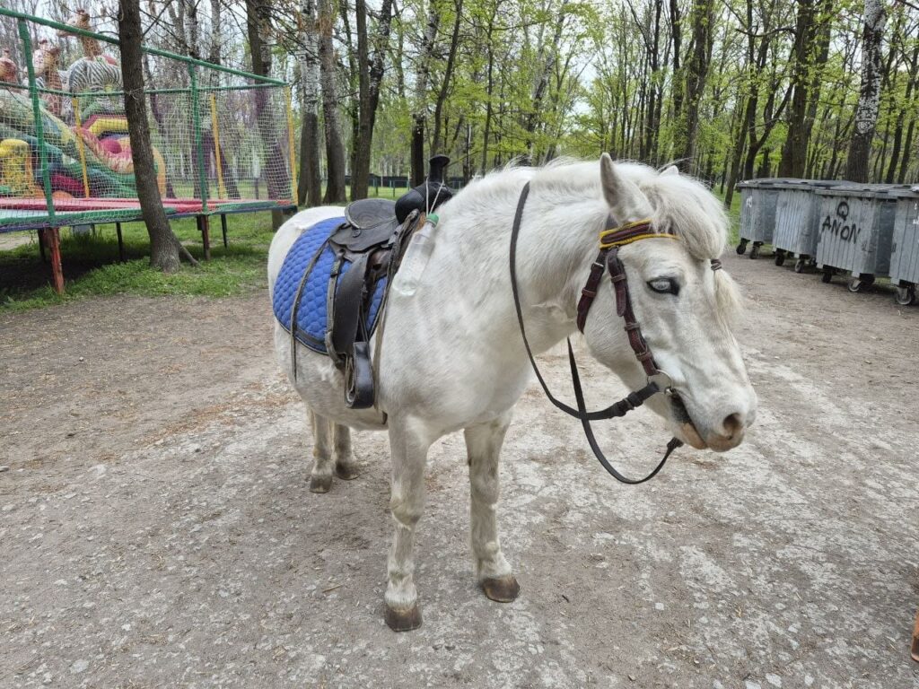 Сьогодні у запорізькій стайні, розташованій у парку «Дубовий гай», живуть кілька коней, поні, осел, карликові кози, сова та дикобраз.